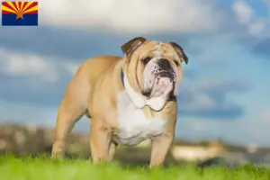 Read more about the article English Bulldog breeders and puppies in Arizona