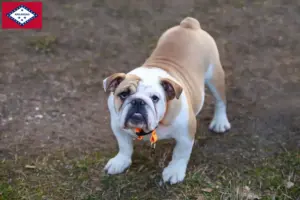 Read more about the article English Bulldog breeders and puppies in Arkansas