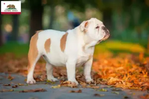 Read more about the article English Bulldog breeders and puppies in California