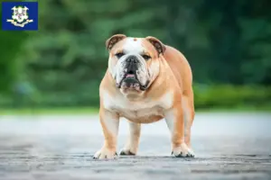 Read more about the article English Bulldog breeders and puppies in Connecticut