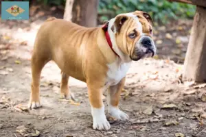 Read more about the article English Bulldog breeders and puppies in Delaware