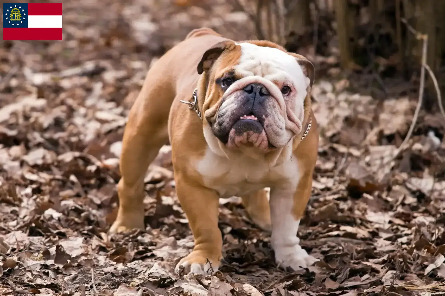 English Bulldog puppies and breeder Georgia Find English Bulldog breeders in Georgia here.