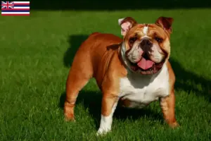 Read more about the article English Bulldog breeders and puppies in Hawaii