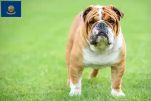 Read more about the article English Bulldog breeders and puppies in Idaho