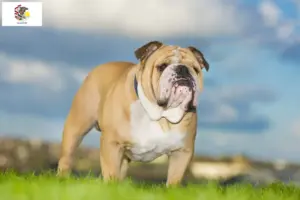 Read more about the article English Bulldog breeders and puppies in Illinois