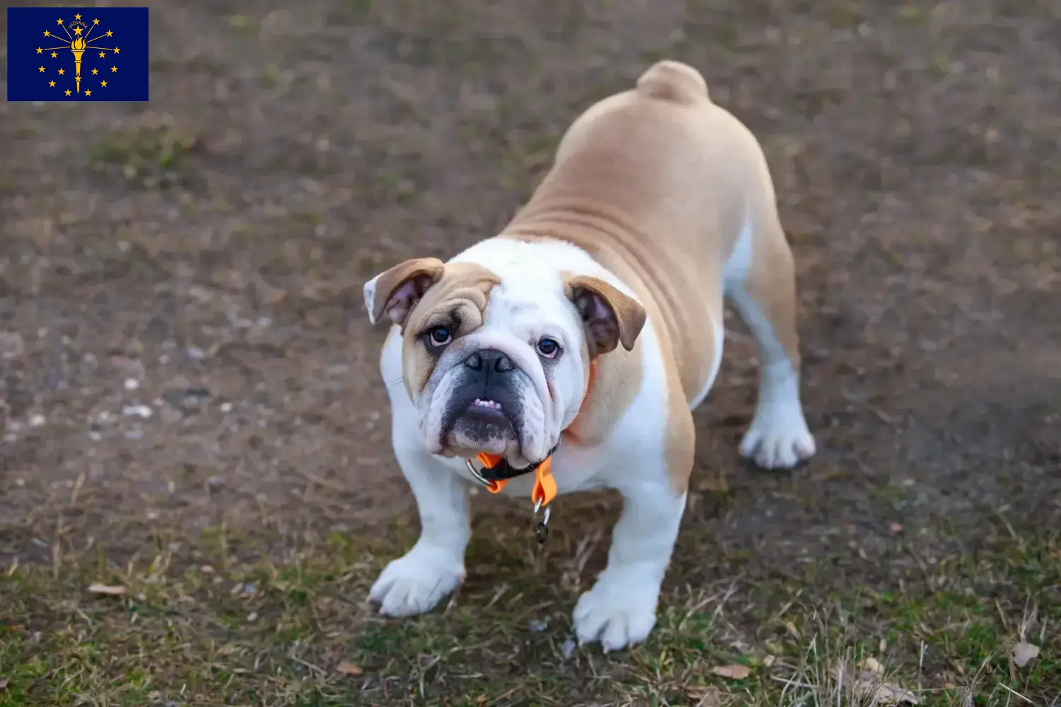 English Bulldog puppies and breeder Indiana Find English Bulldog breeders in Indiana.