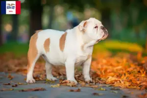 Read more about the article English Bulldog breeders and puppies in Iowa