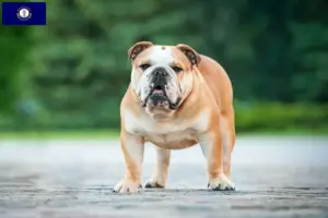 Read more about the article English Bulldog breeders and puppies in Kentucky