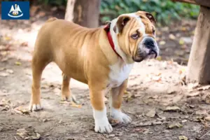 Read more about the article English Bulldog breeders and puppies in Louisiana
