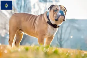 Read more about the article English Bulldog breeders and puppies in Maine