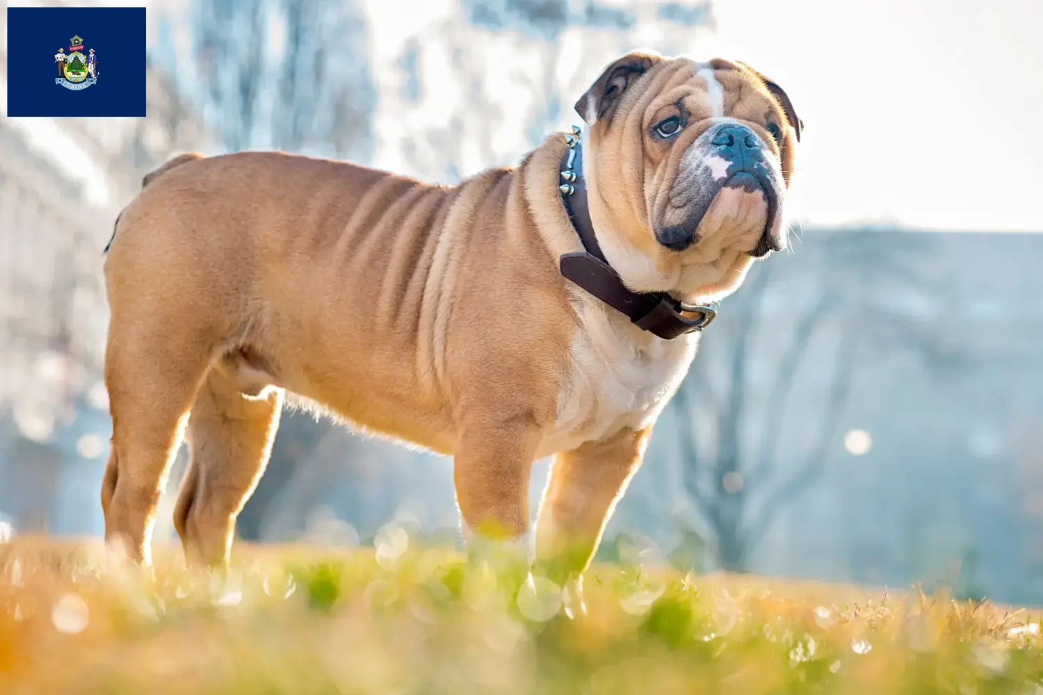English Bulldog puppies and breeders Maine Find English Bulldog breeders in Maine here.