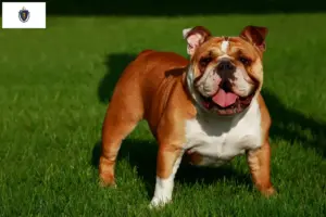 Read more about the article English Bulldog breeders and puppies in Massachusetts