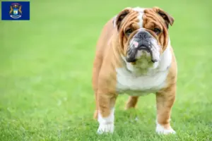 Read more about the article English Bulldog breeders and puppies in Michigan