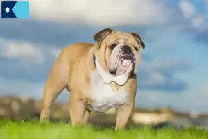 Read more about the article English Bulldog breeders and puppies in Minnesota