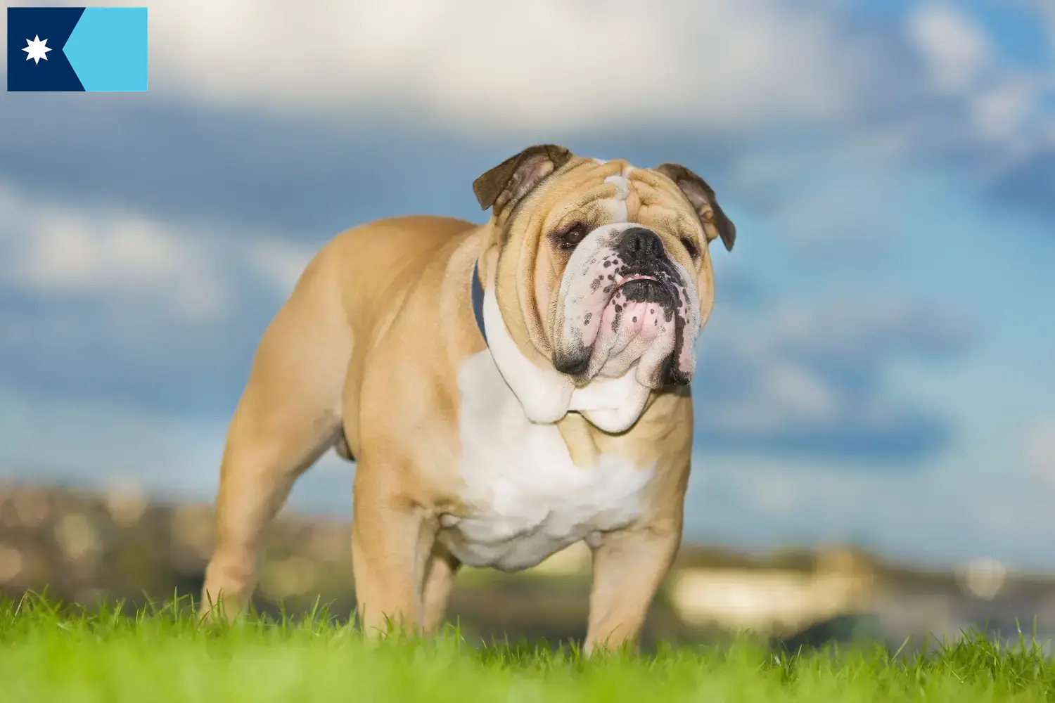 English Bulldog puppies and breeders Minnesota Find English Bulldog breeders in Minnesota.