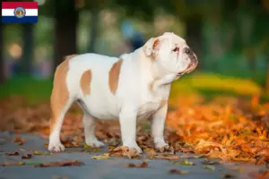 Read more about the article English Bulldog breeders and puppies in Missouri