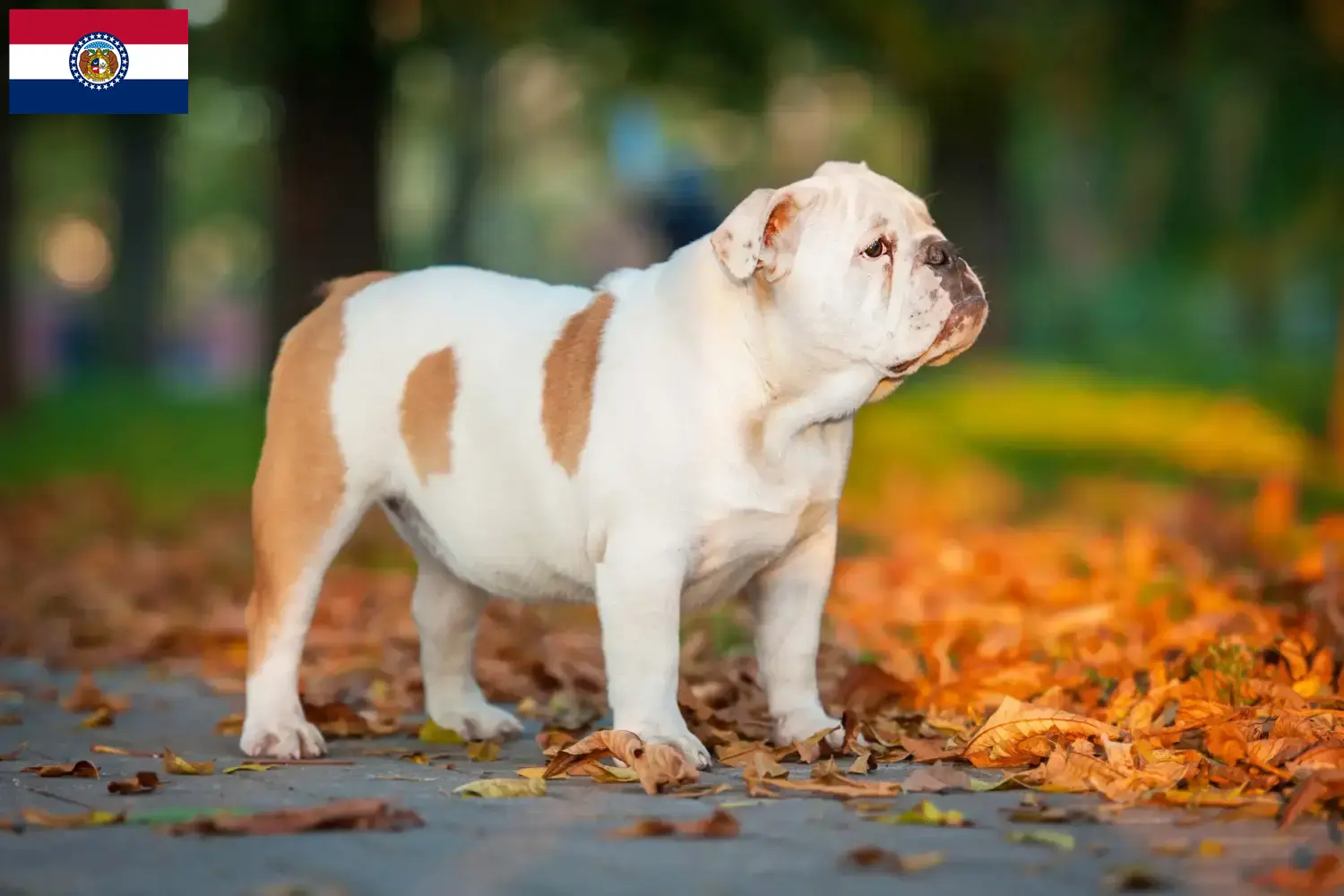 English Bulldog puppies and breeders Missouri Find English Bulldog breeders in Missouri here.
