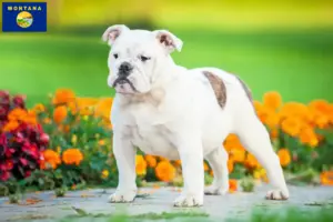 Read more about the article English Bulldog breeders and puppies in Montana