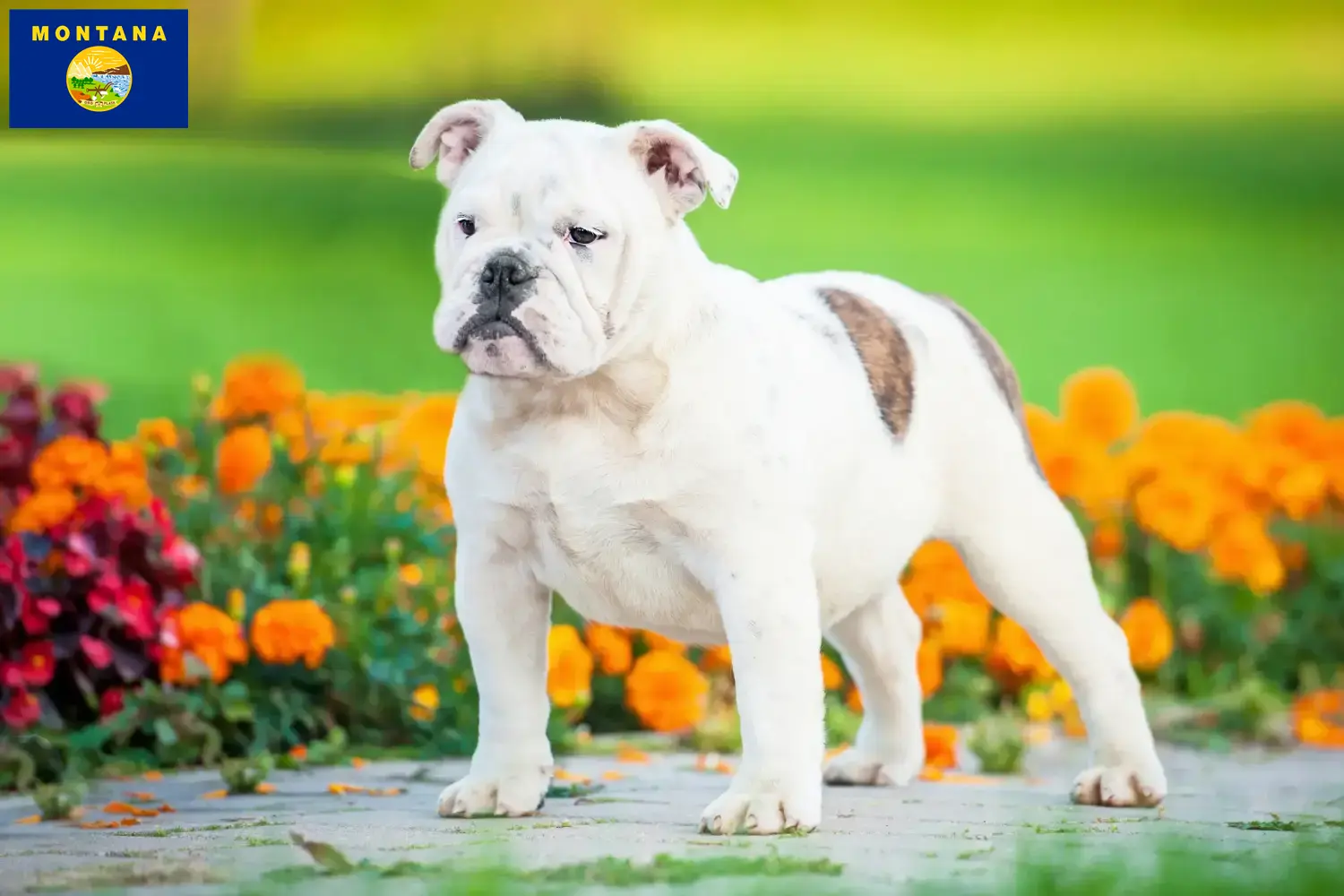English Bulldog puppies and breeder Montana Find English Bulldog breeders in Montana here.