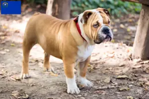 Read more about the article English Bulldog breeders and puppies in Nevada