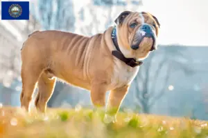 Read more about the article English Bulldog breeders and puppies in New Hampshire