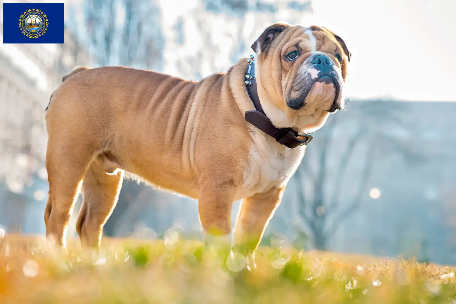 English Bulldog puppies and breeders New Hampshire Find English Bulldog breeders in New Hampshire here.