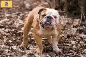 Read more about the article English Bulldog breeders and puppies in New Jersey