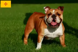 Read more about the article English Bulldog breeders and puppies in New Mexico