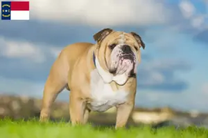 Read more about the article English Bulldog breeders and puppies in North Carolina