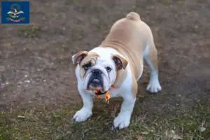 Read more about the article English Bulldog breeders and puppies in North Dakota