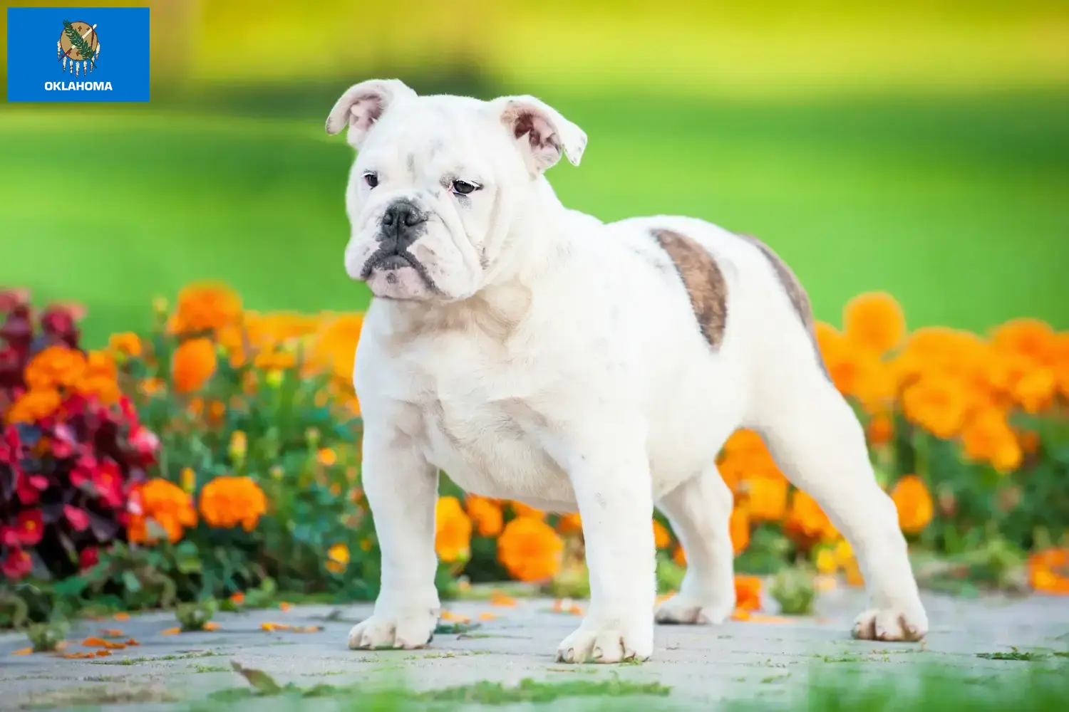 English Bulldog puppies and breeders Oklahoma Find English Bulldog breeders in Oklahoma.