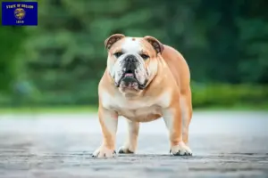 Read more about the article English Bulldog breeders and puppies in Oregon