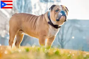 Read more about the article English Bulldog breeders and puppies in Puerto Rico