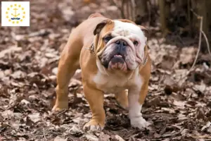 Read more about the article English Bulldog breeders and puppies in Rhode Island