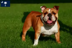 Read more about the article English Bulldog breeders and puppies in South Carolina