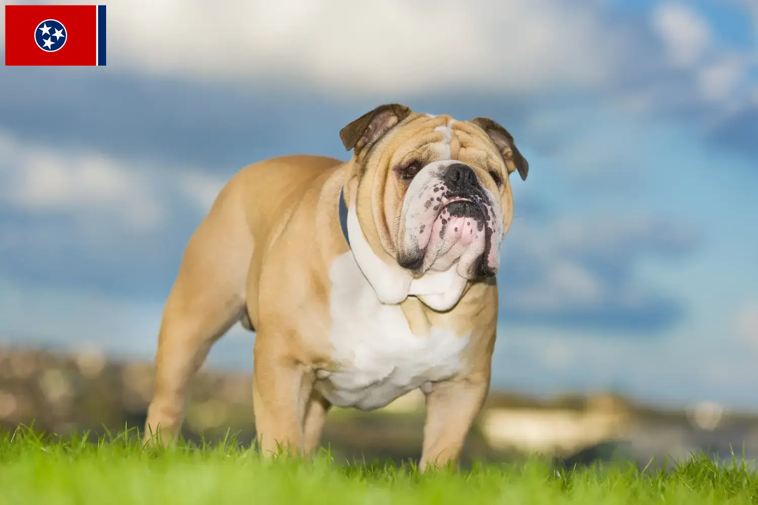 English Bulldog puppies and breeder Tennessee Find English Bulldog breeders in Tennessee.