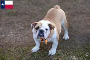 Read more about the article English Bulldog breeders and puppies in Texas