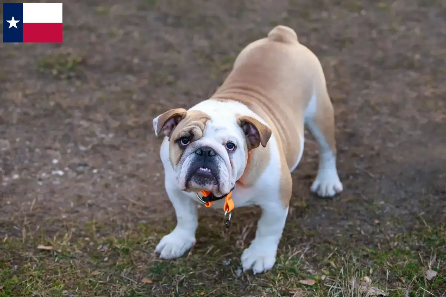 English Bulldog Puppies and Breeder Texas Find English Bulldog breeders in Texas here.