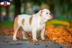 Read more about the article English Bulldog breeders and puppies in Utah