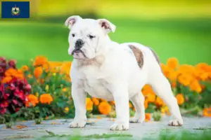 Read more about the article English Bulldog breeders and puppies in Vermont