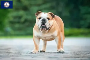 Read more about the article English Bulldog breeders and puppies in Virginia