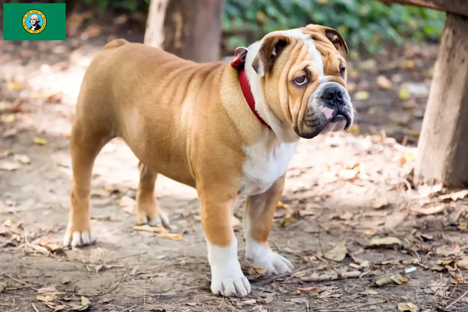 English Bulldog puppies and breeders Washington Find English Bulldog breeders in Washington here.