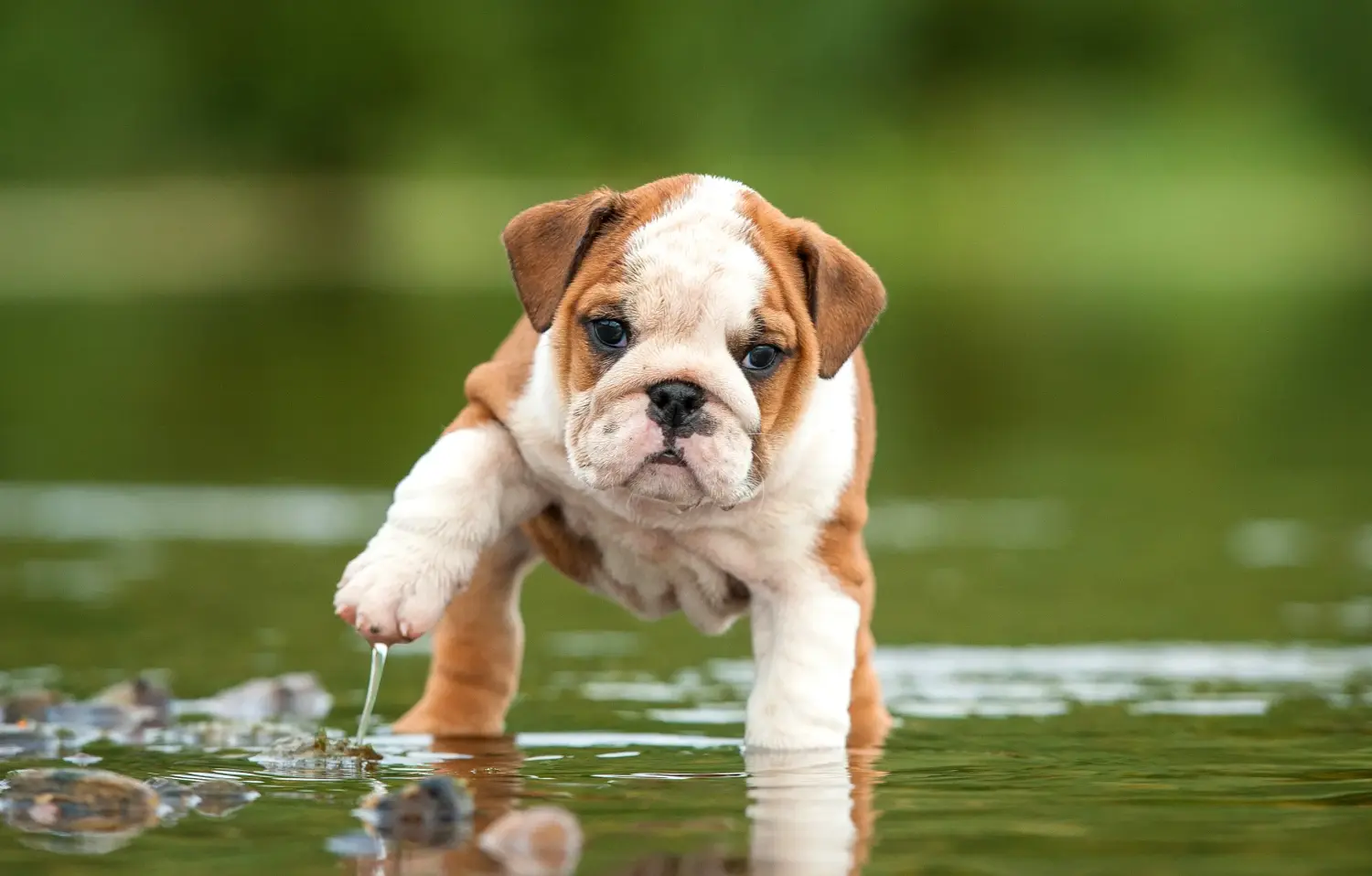 Buying an English Bulldog puppy means taking responsibility! Buy English Bulldog puppies.