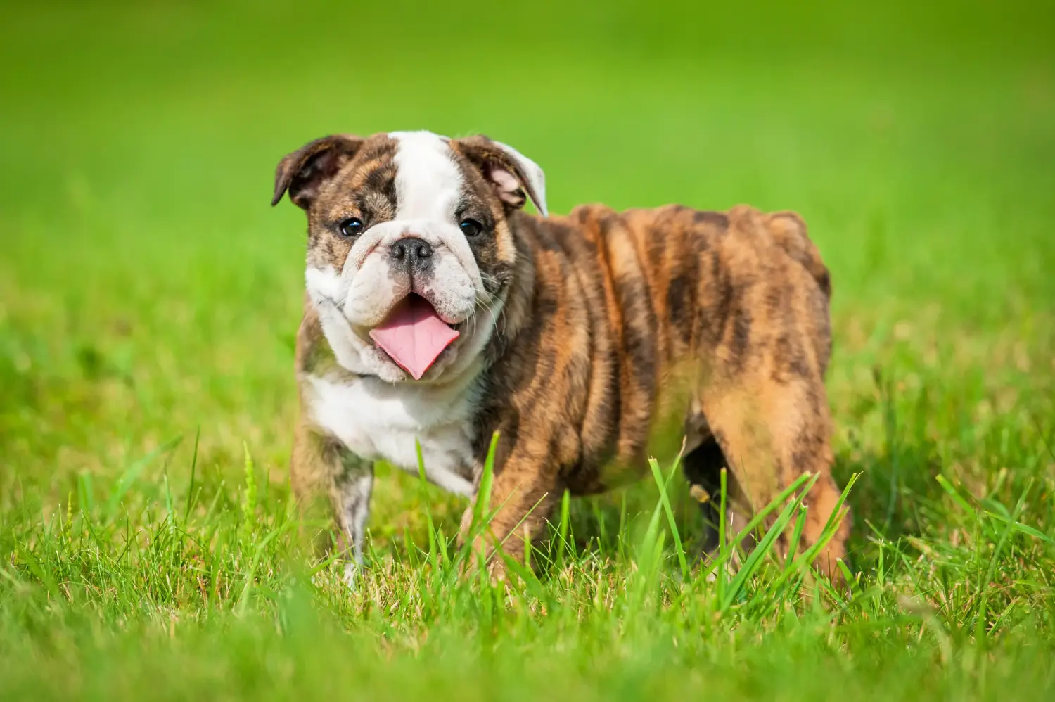 Buying an English Bulldog puppy means taking responsibility! Buy English Bulldog puppies.