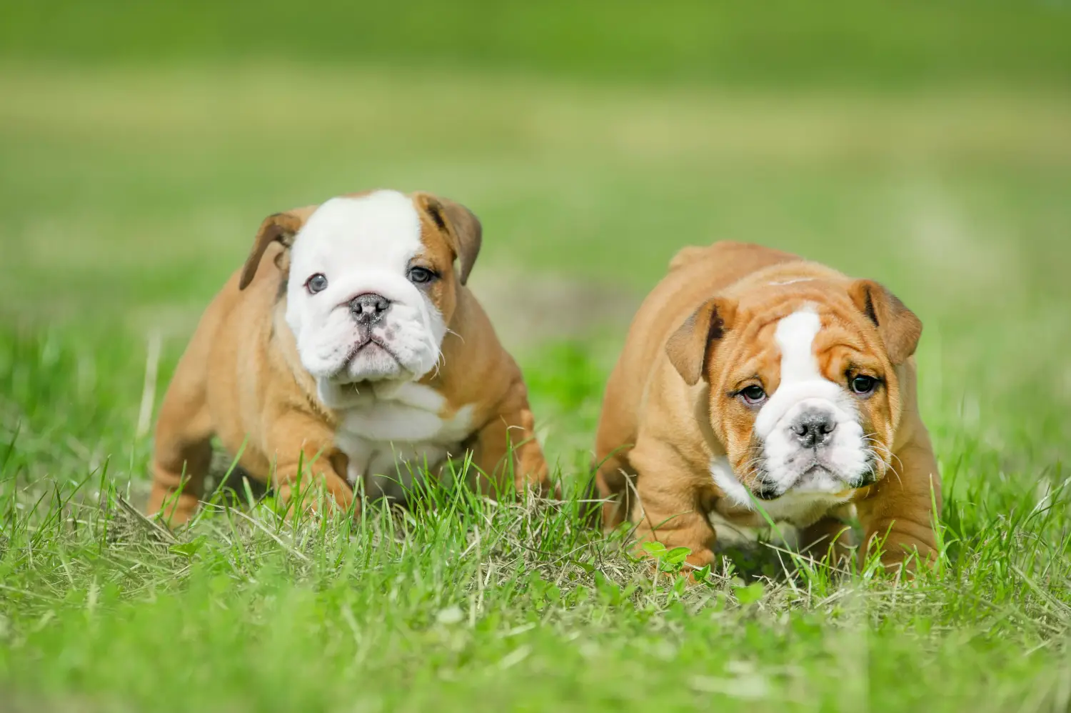 Buying an English Bulldog puppy means taking responsibility! Buy English Bulldog puppies.