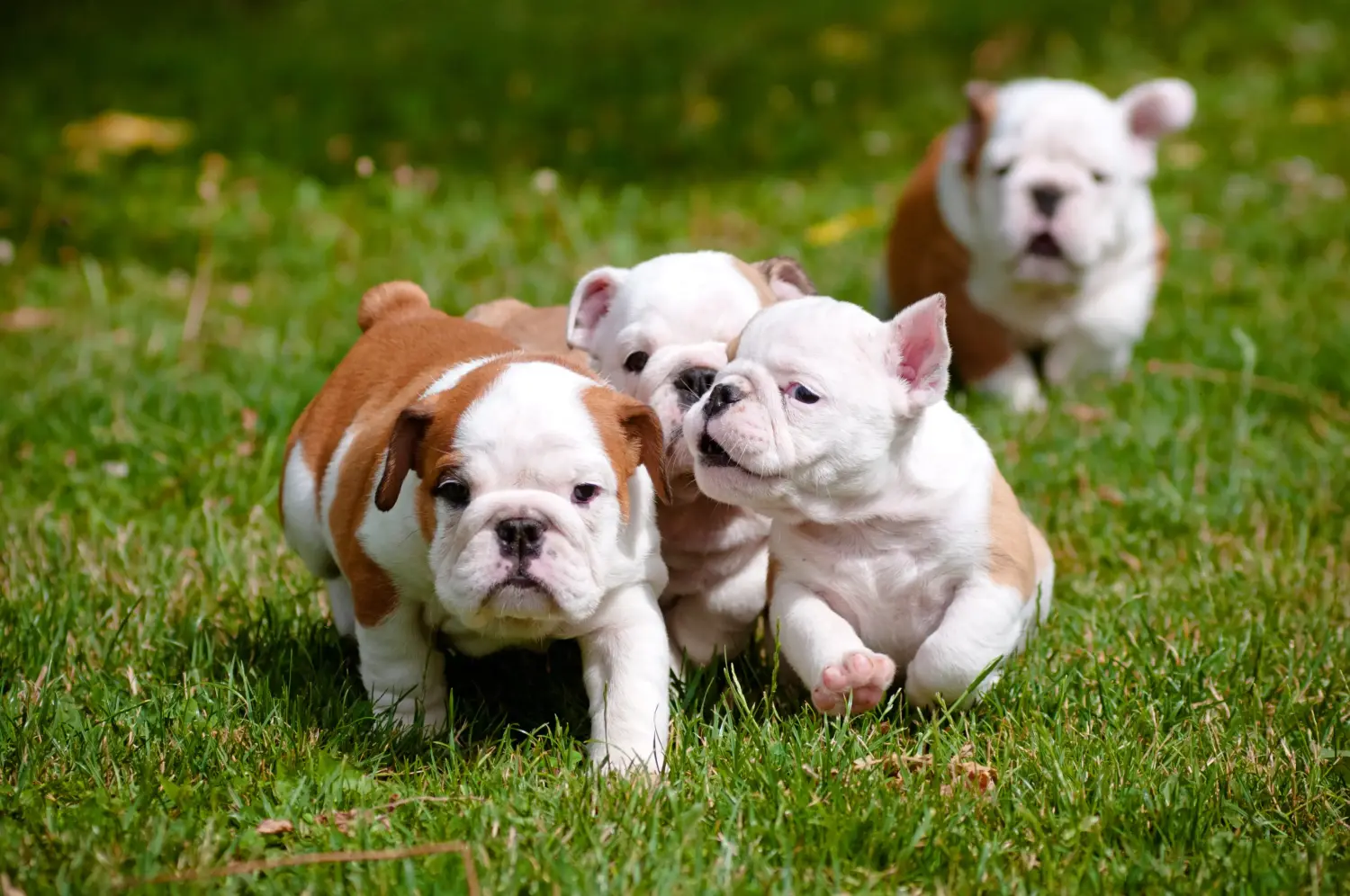 Buying an English Bulldog puppy means taking responsibility! Buy English Bulldog puppies.