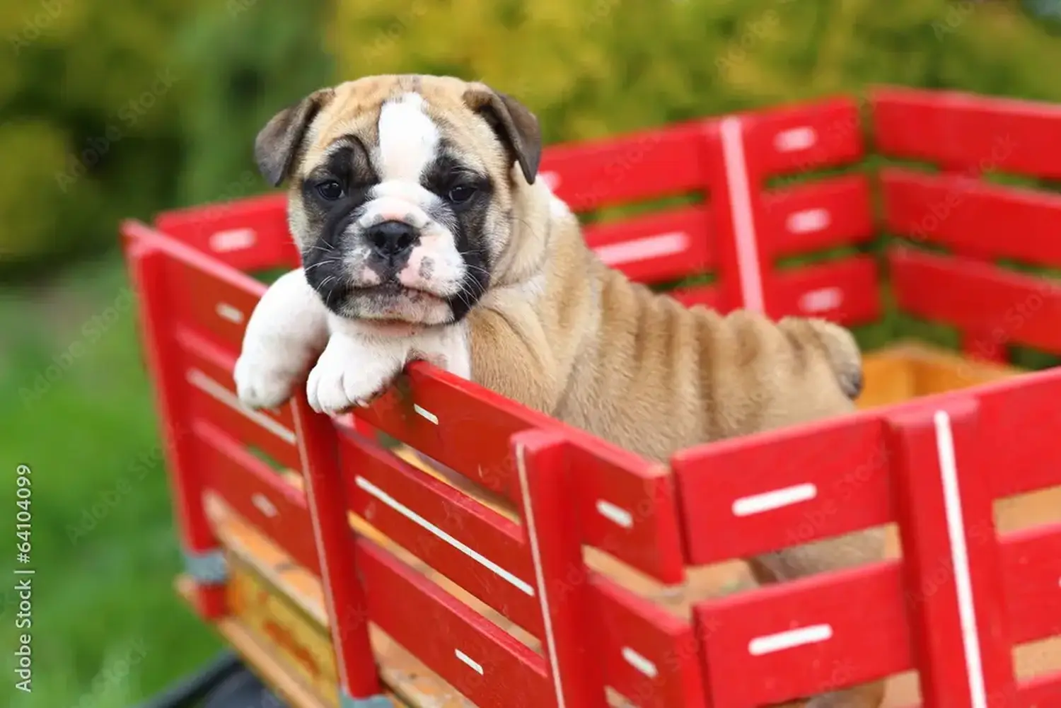 Buying an English Bulldog puppy means taking responsibility! Buy English Bulldog puppies.