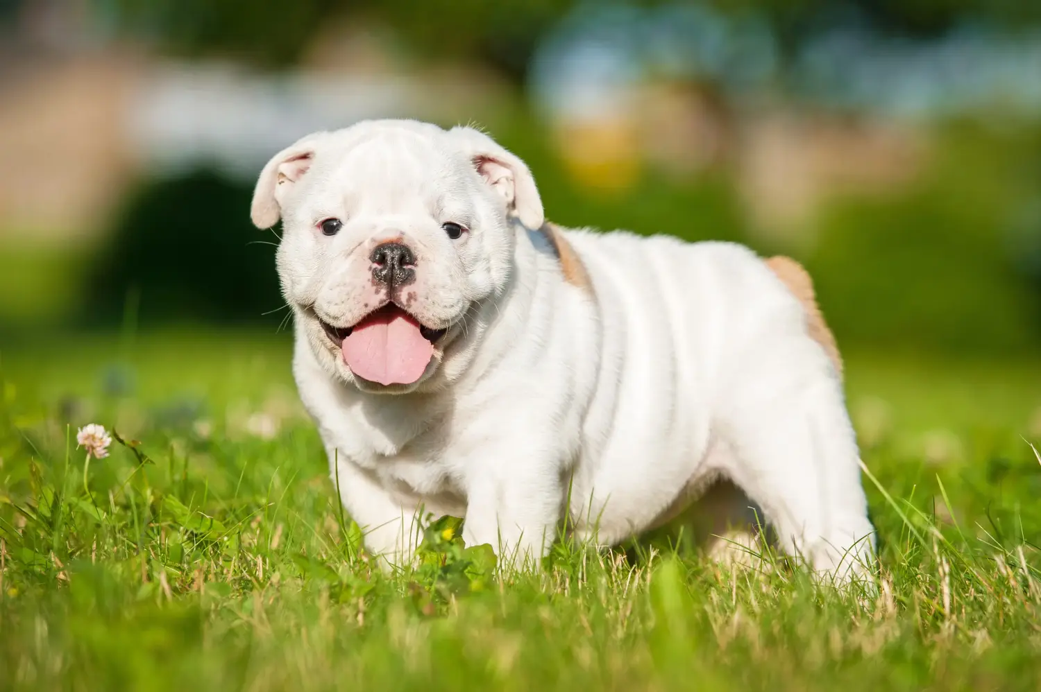 Buying an English Bulldog puppy means taking responsibility! Buy English Bulldog puppies.