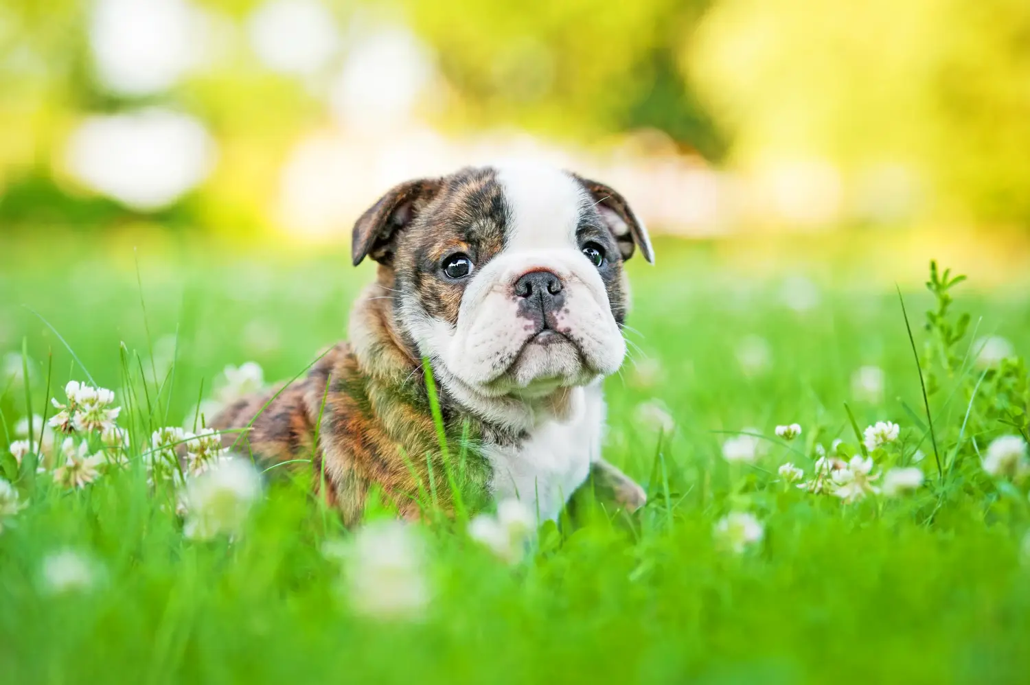 Buying an English Bulldog puppy means taking responsibility! Buy English Bulldog puppies.