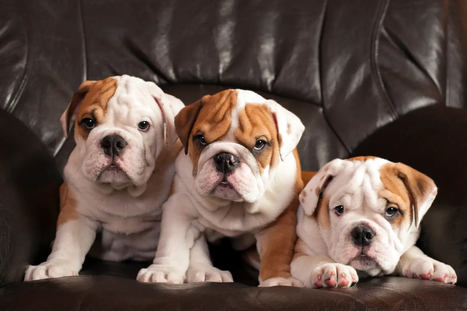 Buying an English Bulldog puppy means taking responsibility! Buy English Bulldog puppies.